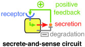 secrete and sense circuit